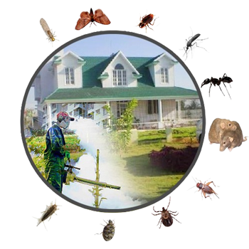Why Choose PestPro Fumigation for Pest Control in Nairobi Kenya Why Choose PestPro Fumigation for Pest Control in Nairobi Kenya