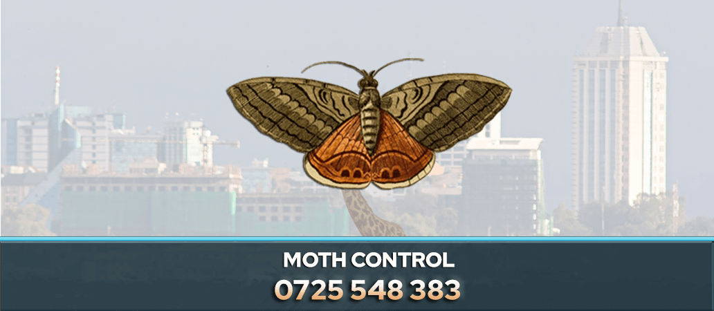 Identifying Different Types of Moths by Their Appearance