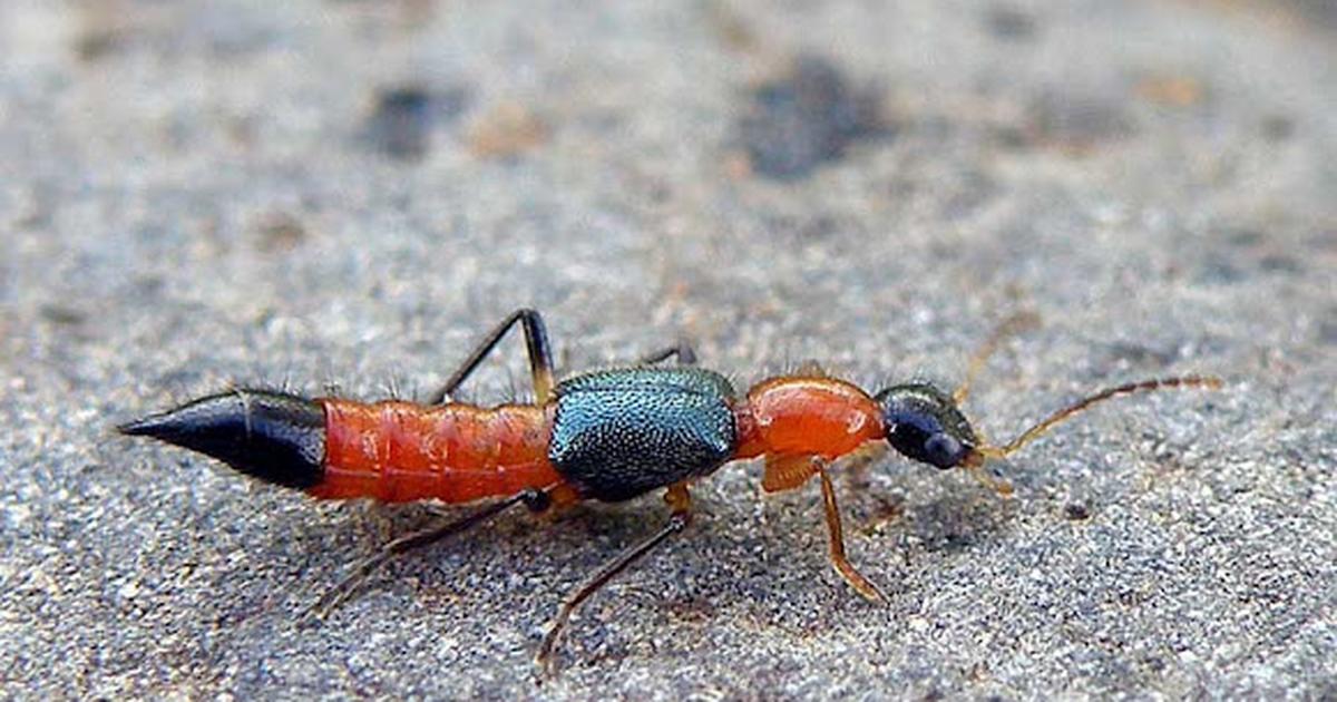 Nairobi Fly Appearance and Behaviour