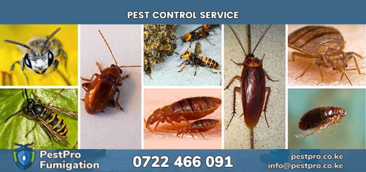 10 Natural Pest Control Remedies That Actually Work in Kenya