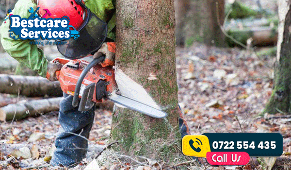 Types of Pests That Can Be Eliminated Through Tree Cutting Services