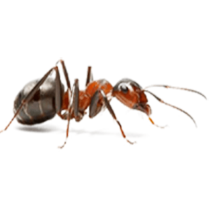 ants-pest-control-nairobi-kenya