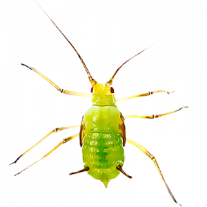 aphids-pest-control-nairobi-kenya