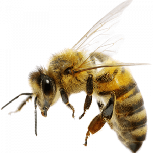 bees pest control removal nairobi kenya