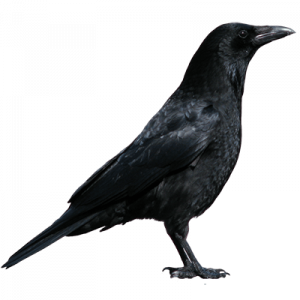 Birds crows pest control nairobi kenya