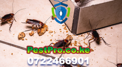 cocroach flea bedbugs pest cotrol fumigation services keya