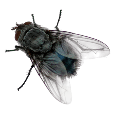 Flies Pest Control nairobi keya