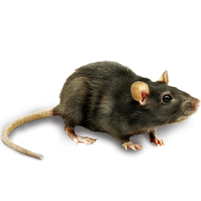 Mice Pest Control Mouse control Nairobi Kenya