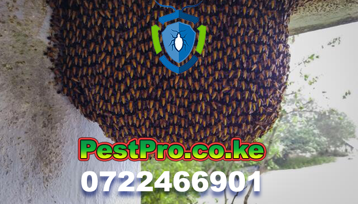 pest control fumigation services nairobi limuru kenya
