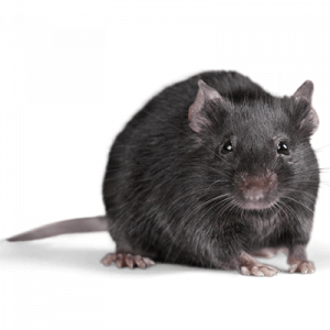 rat rodent-pest-control-nairobi-kenya