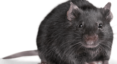 rat rodent-pest-control-nairobi-kenya