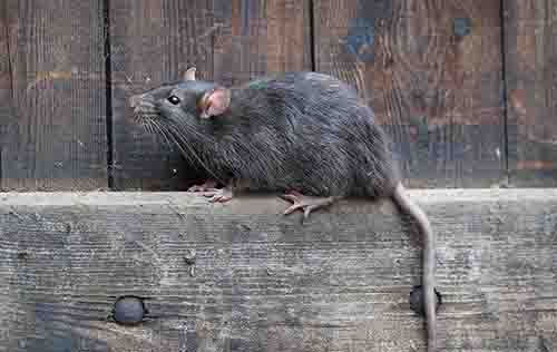 rats and mice pest control services in nairobi kenya