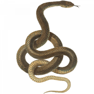 Snakes Pest Control Services
