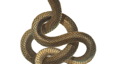 Snakes Pest Control Services