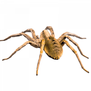 Spiders Pest Control Services