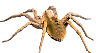 Spiders Pest Control Services