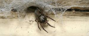 spiders control and pest control nairobi kenya
