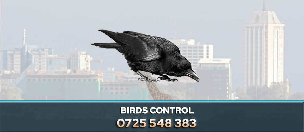 BIRDS CONTROL CROWS CONTROL EAGLES PEST CONTROL NAIROBI KENYA
