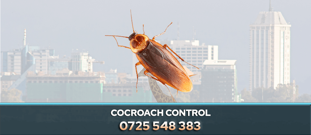 COCROACH CONTROL NAIROBI KENYA PEST CONTROL COMPANY