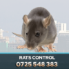 RATS CONTROL NAIROBI KENYA PEST CONTROL COMPANY
