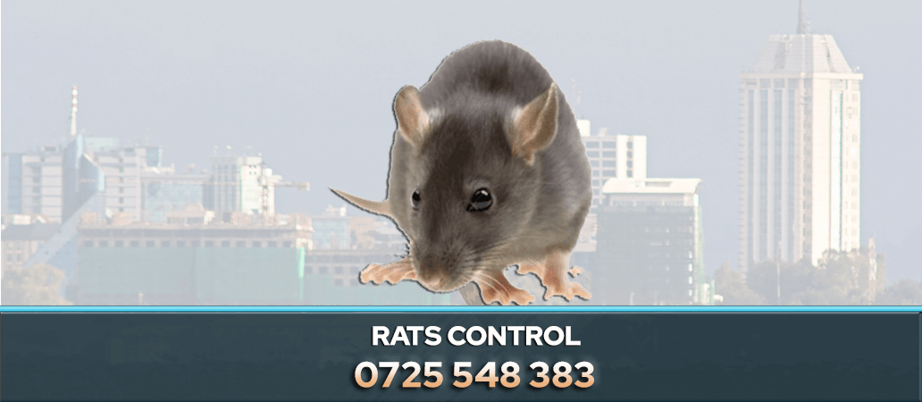RATS CONTROL NAIROBI KENYA PEST CONTROL COMPANY