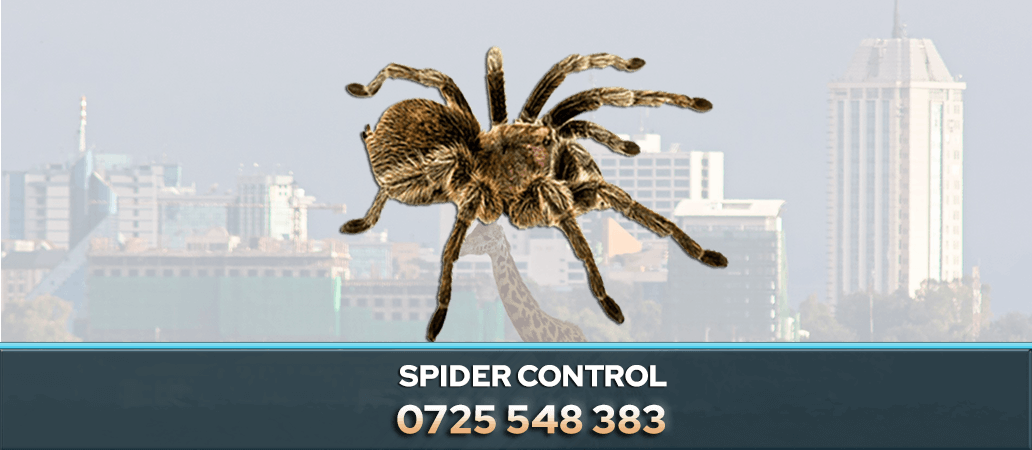 SPIDER CONTROL NAIROBI KENYA PEST CONTROL COMPANY