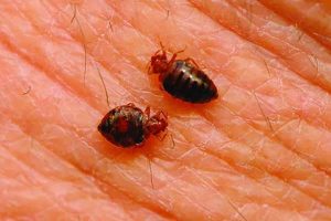 Bed bug control pestcontrol and fumigation services in Nairobi Kenya Near Me