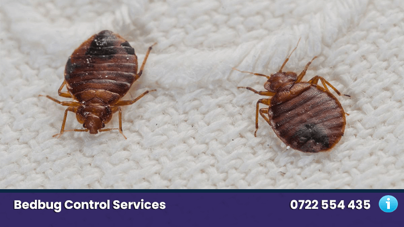 bedbug control and fumigation services in nairobi kenya