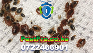 bedbugs-pest-control-removal-fumigation-nairobi-kenya-services