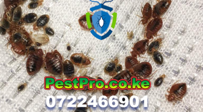 bedbugs-pest-control-removal-fumigation-nairobi-kenya-services