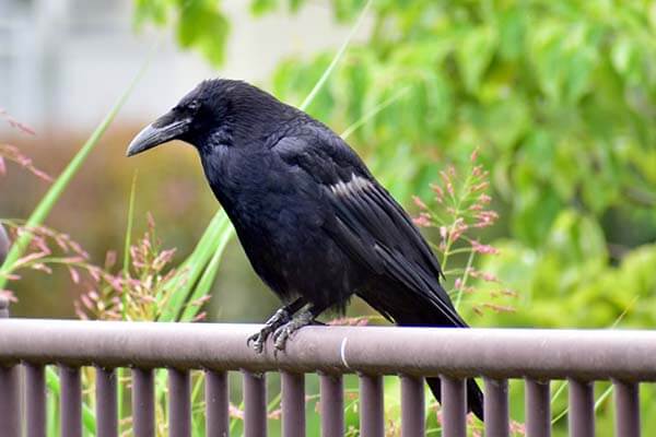 crows Birds Control Services and Management in Nairobi, Kenya