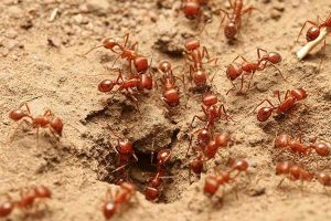 Fire Ants pest control near me in nairobi kenya