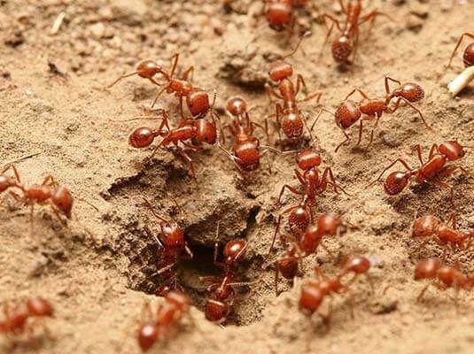 Fire Ants pest control near me in nairobi kenya