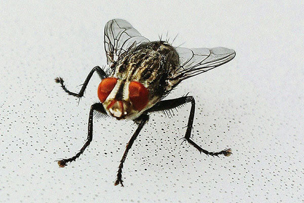 Flies pest control near me in nairobi kenya
