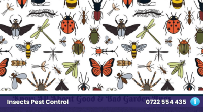 insects pest control nairobi kenya