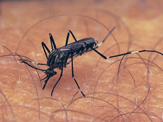mosquito pest control near me in nairobi kenya