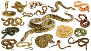 pest control for all types of snakes