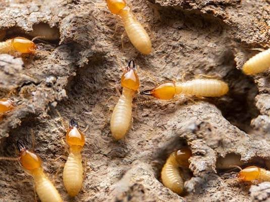 Termites pest control near me in nairobi kenya