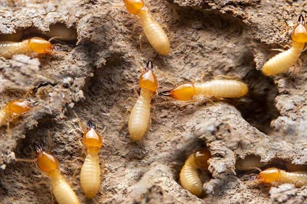 Termites pest control near me in nairobi kenya
